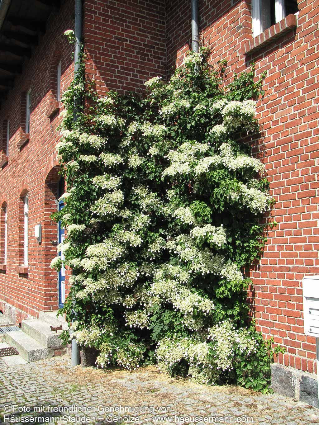 Kletter-Hortensie (Hydrangea petiolaris)