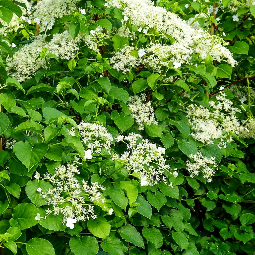 Kletter-Hortensie (Hydrangea petiolaris)