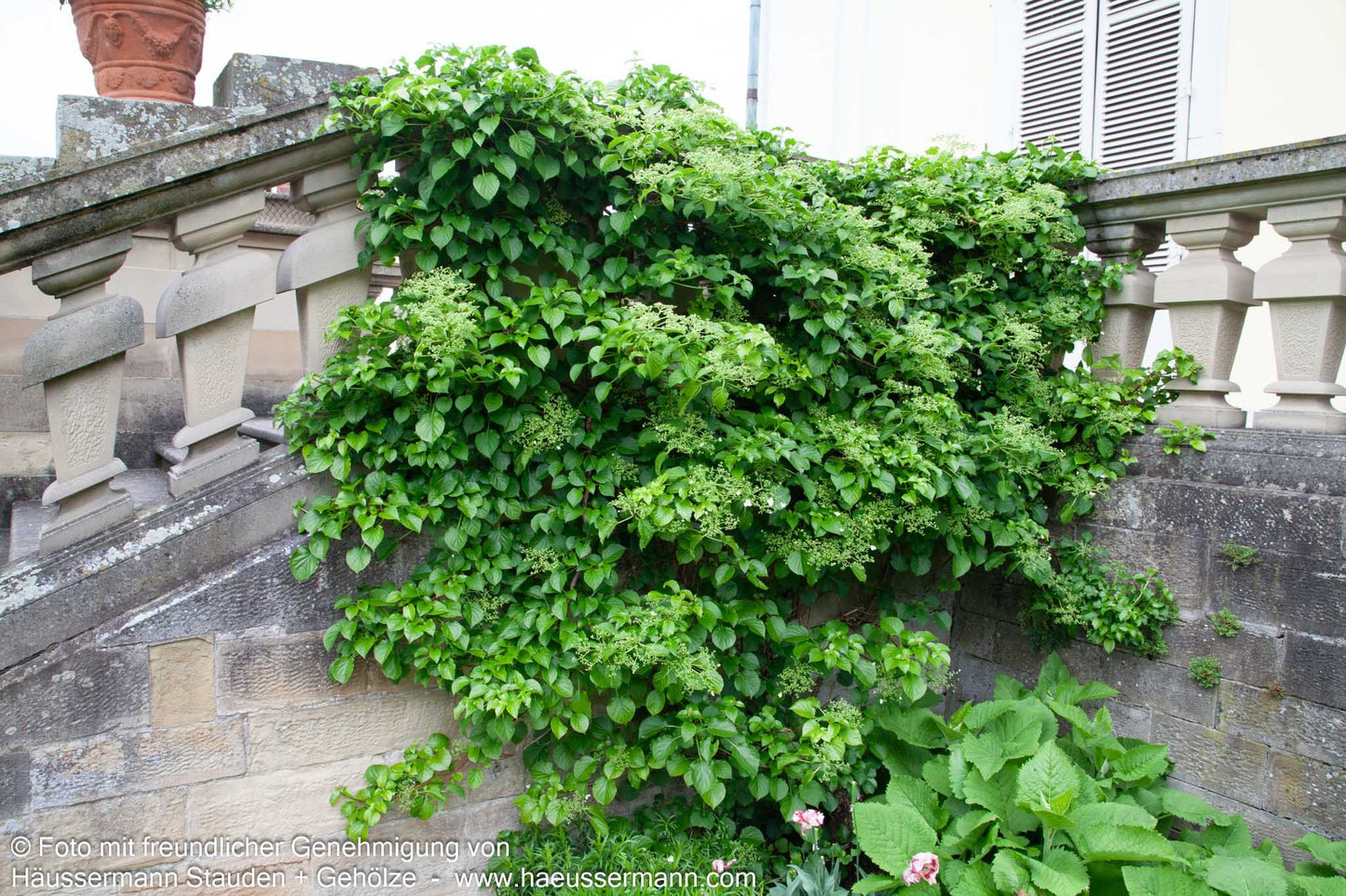 Kletter-Hortensie (Hydrangea petiolaris)