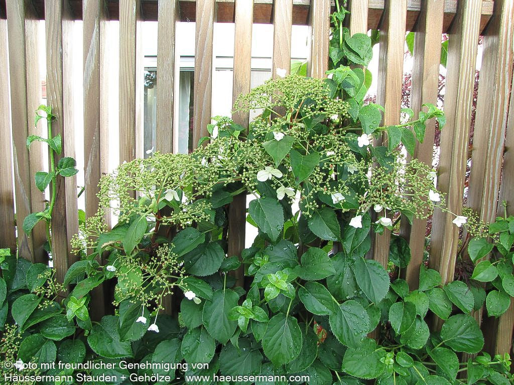 Kletter-Hortensie (Hydrangea petiolaris)