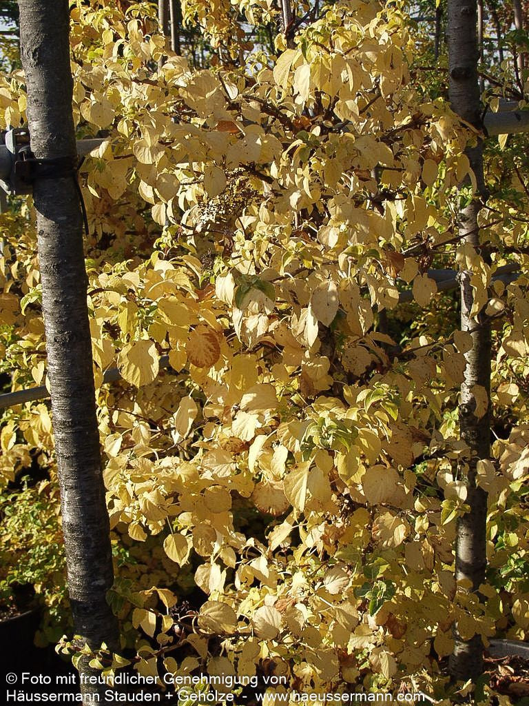 Kletter-Hortensie (Hydrangea petiolaris)