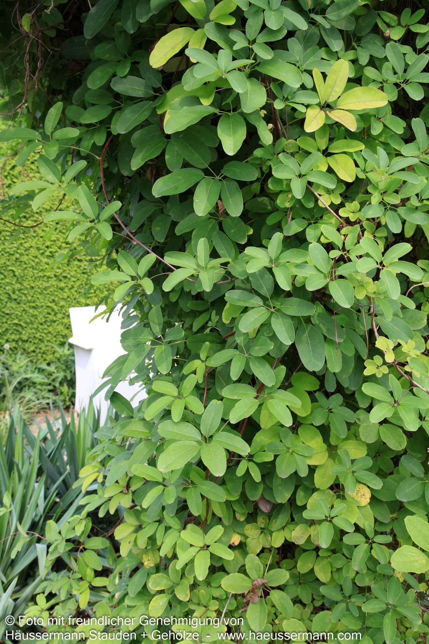 Klettergurke (Akebia quinata)