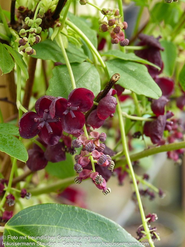 Klettergurke (Akebia quinata)
