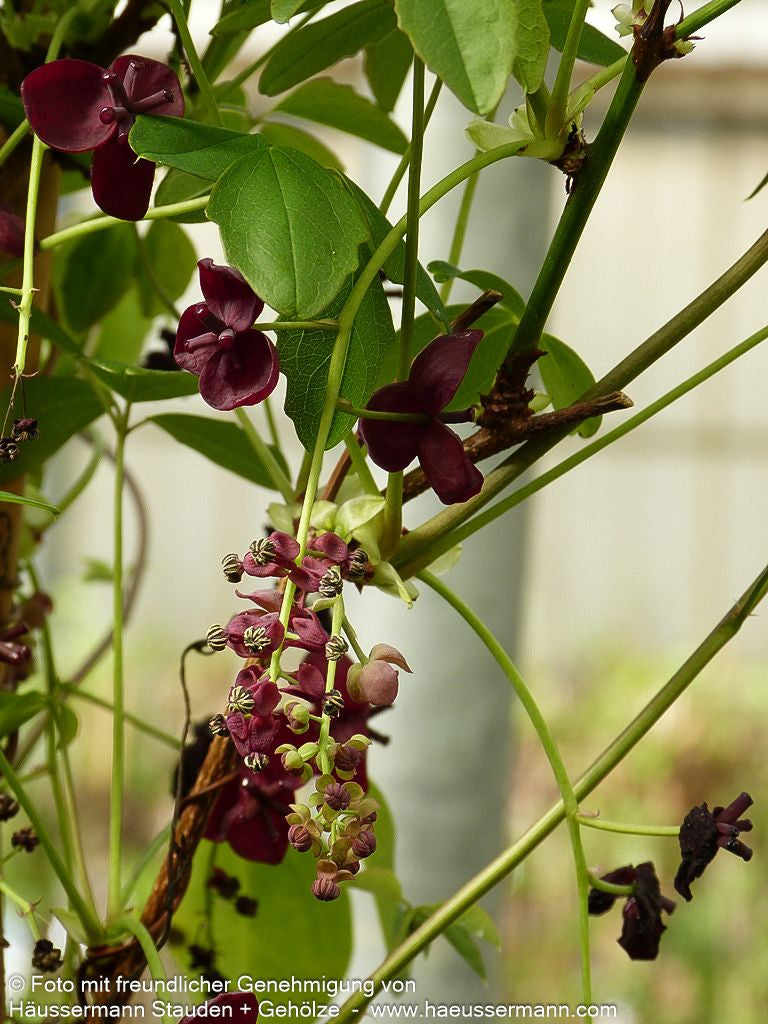 Klettergurke (Akebia quinata)