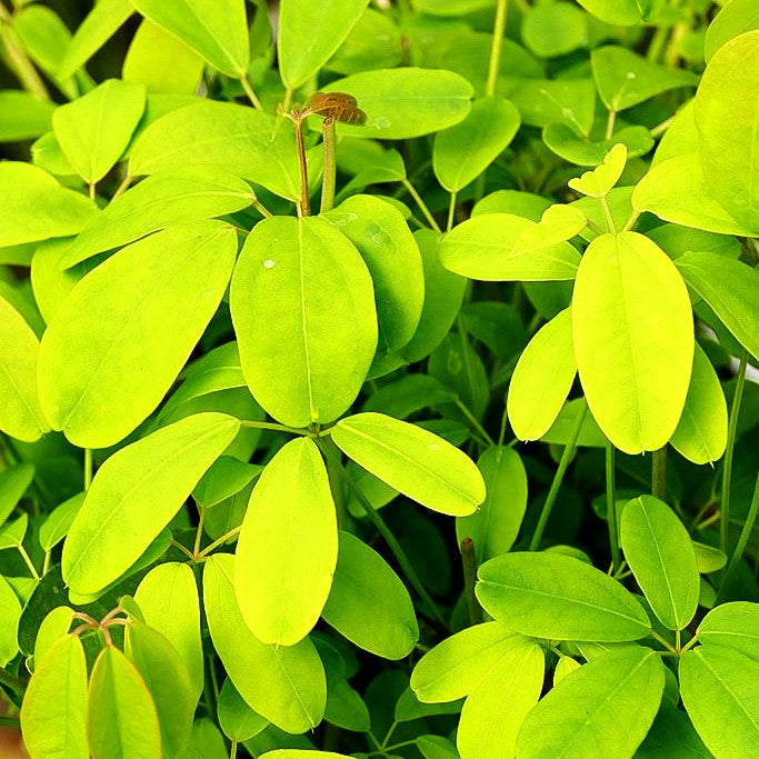 Klettergurke 'Cream Form' (Akebia quinata)
