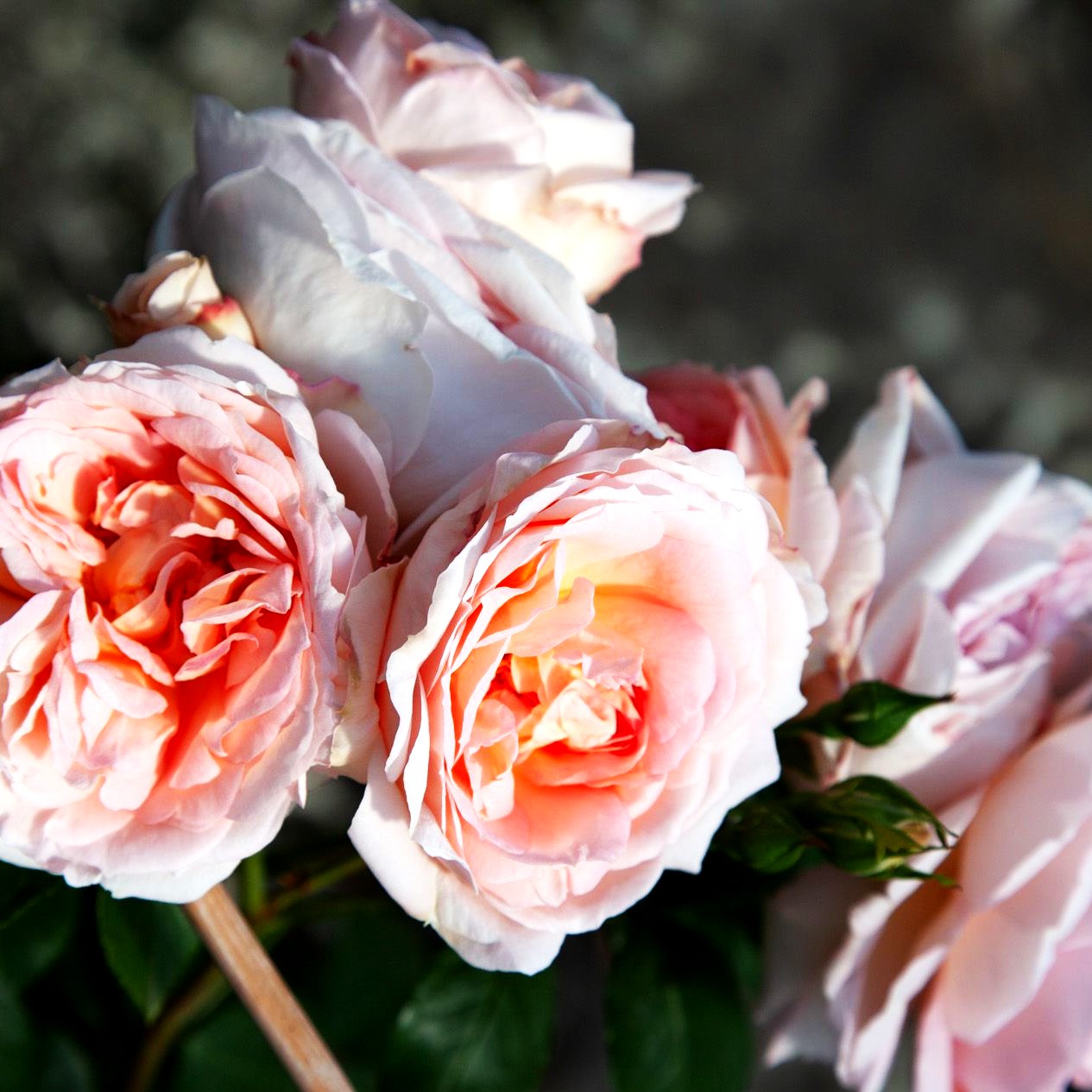 Kletterrose 'Amaretto' (Rosa KL VI)