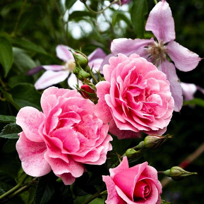 Kletterrose 'Camelot' -R- (Rosa KL V)