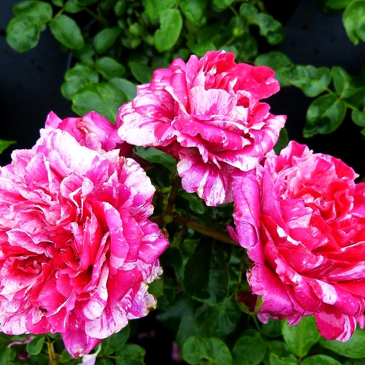 Kletterrose 'Colibri' (Rosa Farbfestival KL V)