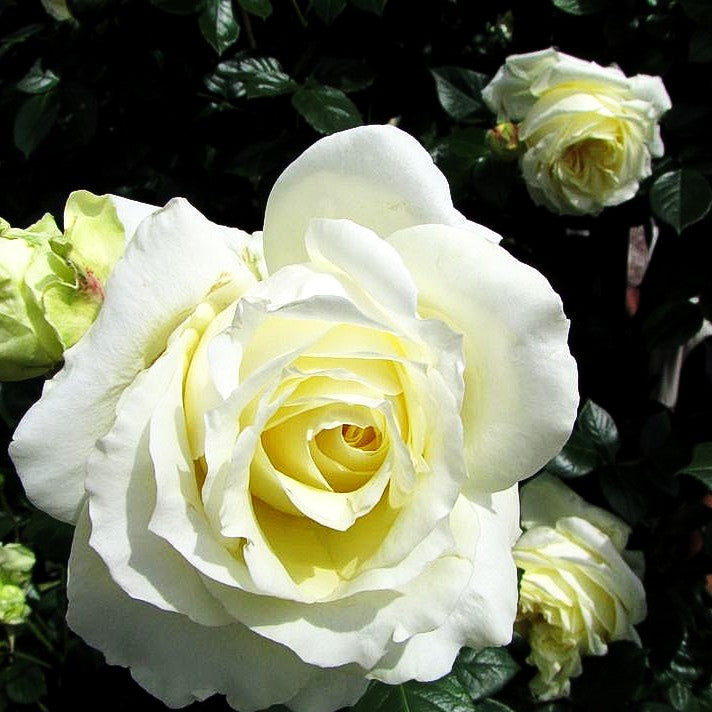 Kletterrose 'Elfe' (Rosa KL V)