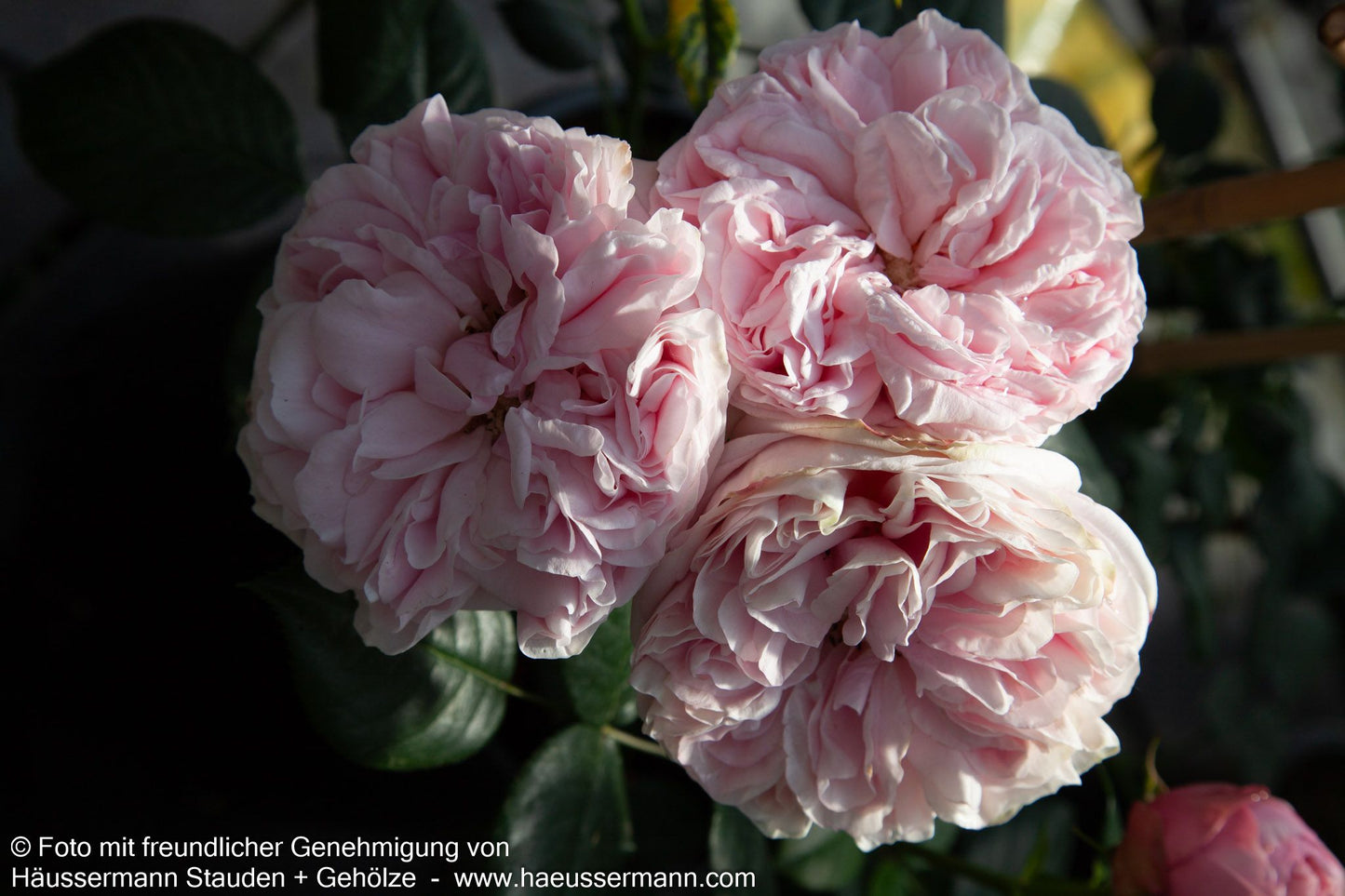 Kletterrose 'Giardina'  -R- 'Giardina' (Rosa  KL VI)