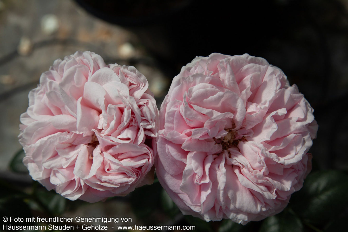 Kletterrose 'Giardina'  -R- 'Giardina' (Rosa  KL VI)