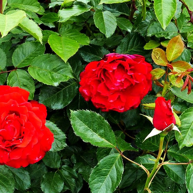 Kletterrose 'Gruß an Heidelberg' (Rosa KL VI)