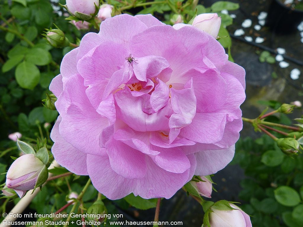 Kletterrose 'Jasmina'  -R- 'Jasmina' (Rosa  KL VI)