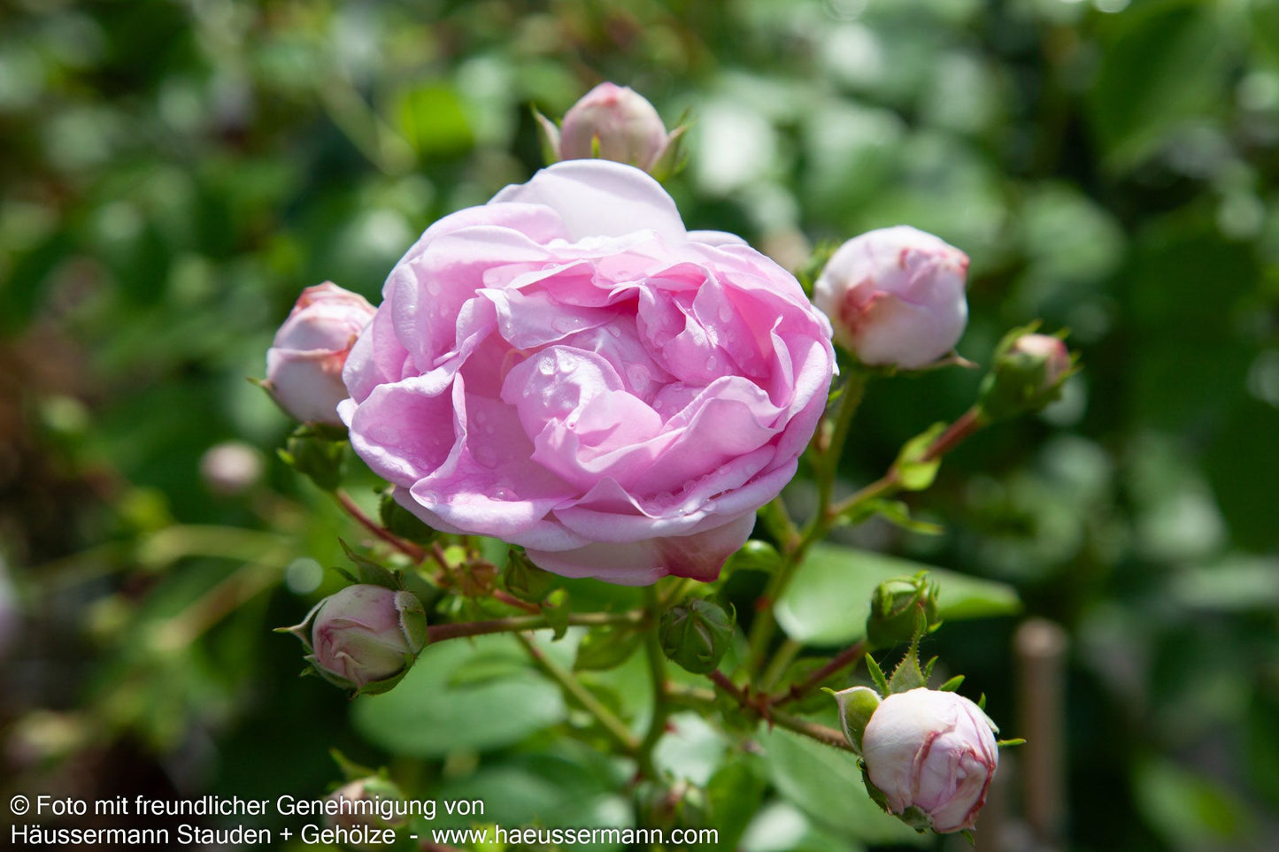 Kletterrose 'Jasmina'  -R- 'Jasmina' (Rosa  KL VI)