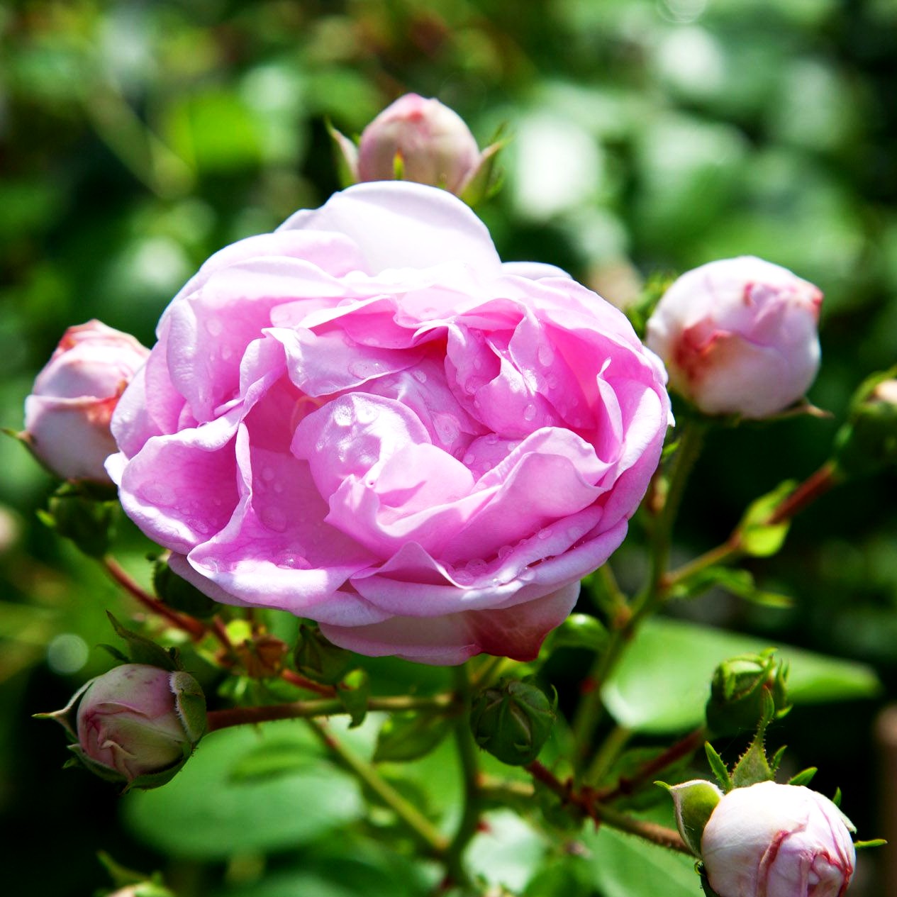 Kletterrose 'Jasmina' -R- (Rosa KL VI)