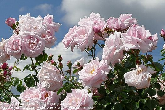 Kletterrose 'New Dawn' 'New Dawn' (Rosa  KL V)