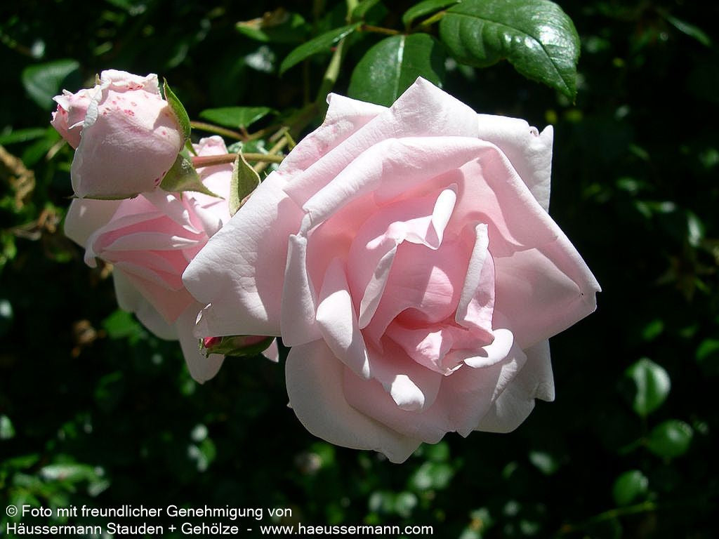 Kletterrose 'New Dawn' 'New Dawn' (Rosa  KL V)