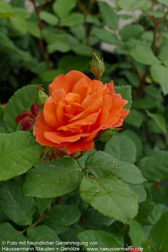 Kletterrose 'Orange Dawn' (Rosa  KL V)