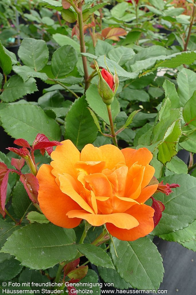 Kletterrose 'Orange Dawn' (Rosa  KL V)