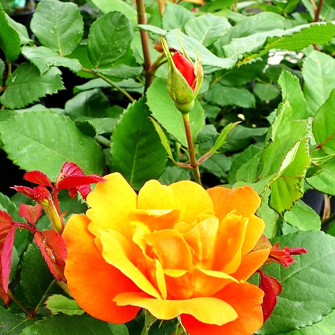 Kletterrose 'Orange Dawn' (Rosa KL V)