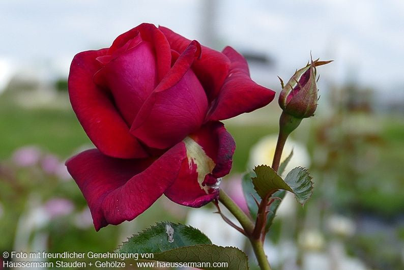 Kletterrose 'Red Flame'  -R- 'Red Flame' (Rosa  KL VI)