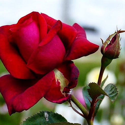 Kletterrose 'Red Flame' -R- (Rosa KL VI)