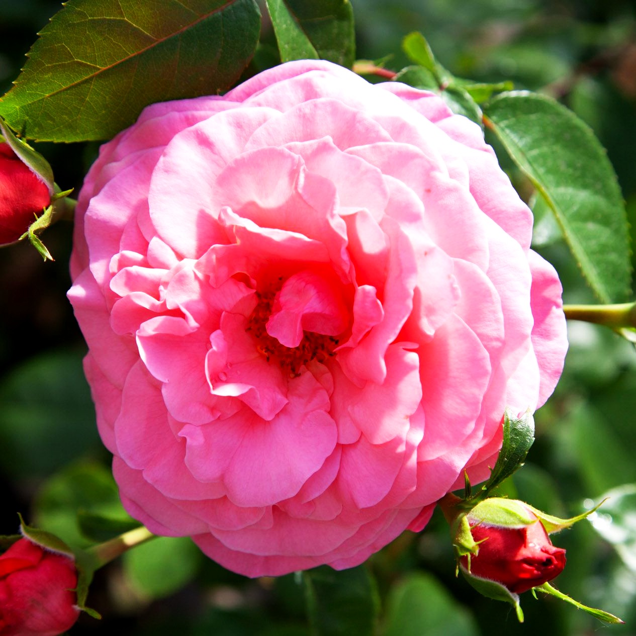 Kletterrose 'Rosanna' (Rosa KL VI)