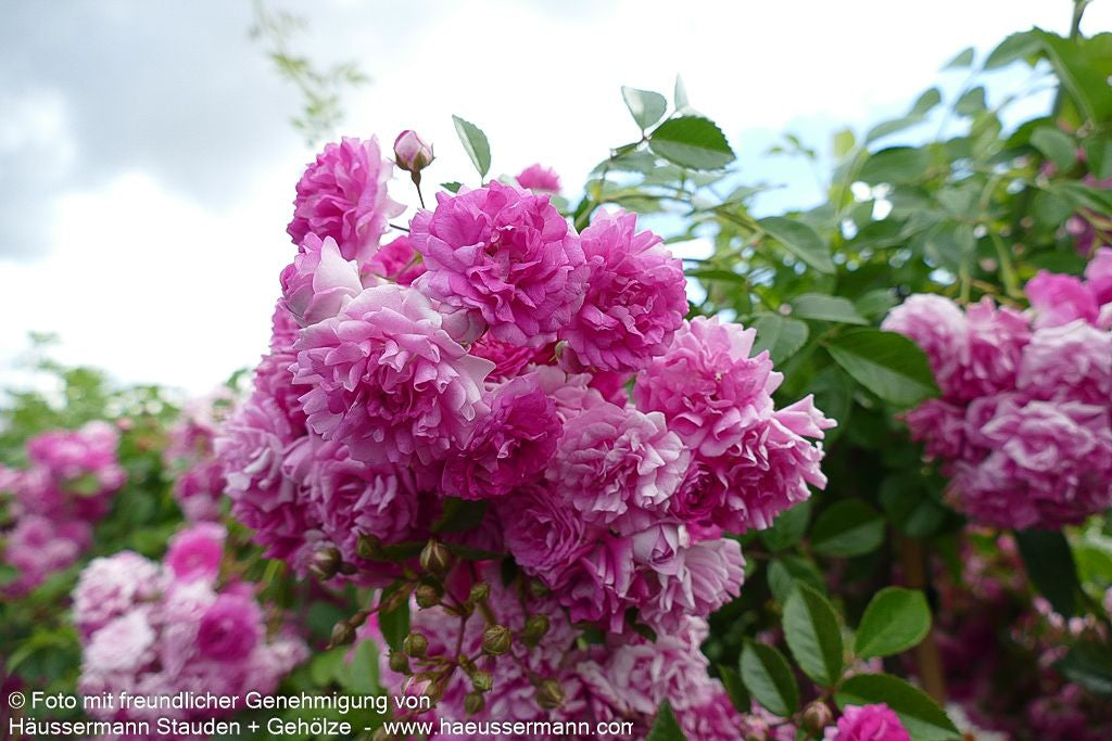 Kletterrose 'Super Dorothy' (Rosa  KL V)