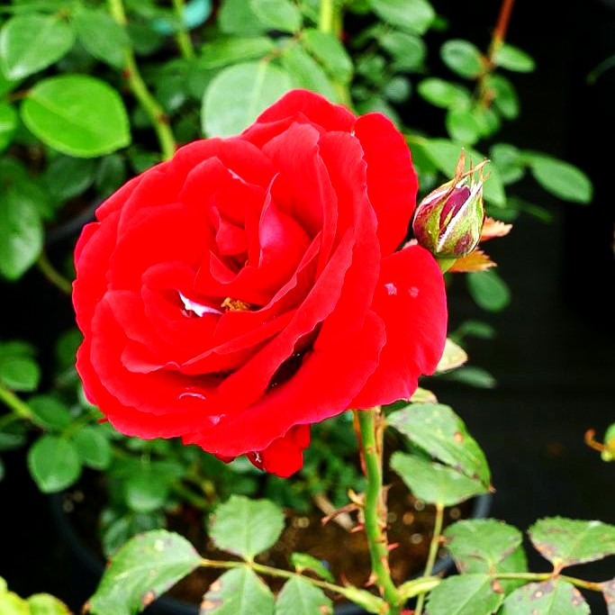 Kletterrose 'Sympathie' (Rosa KL V)