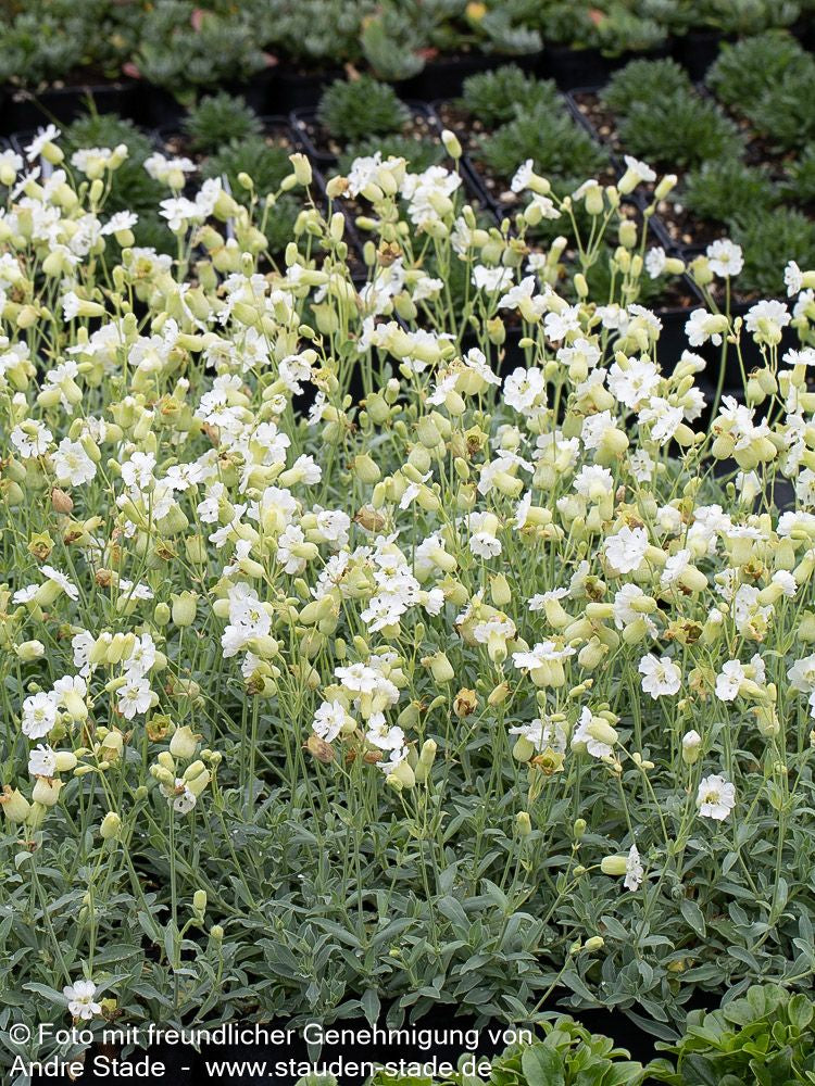 Klippen-Leimkraut 'Weißkehlchen' (Silene uniflora)