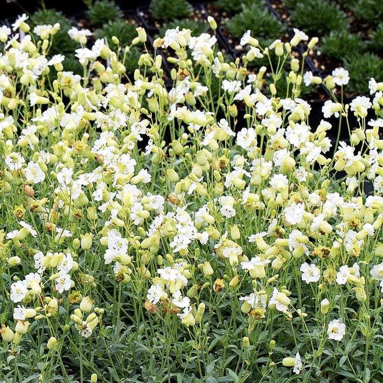 Klippen-Leimkraut 'Weißkehlchen' (Silene uniflora)