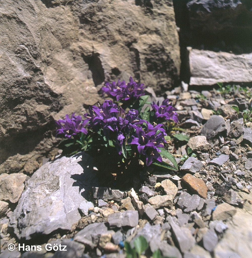 Knäuel-Glockenblume 'Acaulis' (Campanula glomerata)