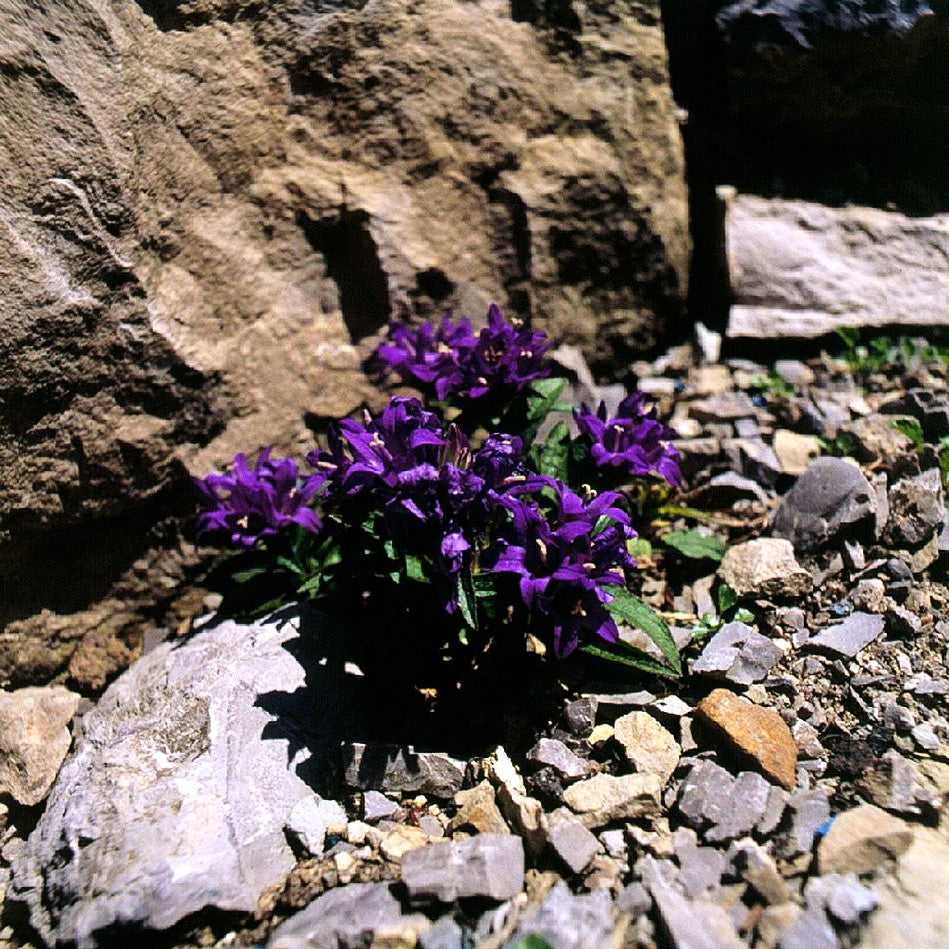 Knäuel-Glockenblume 'Acaulis' (Campanula glomerata)