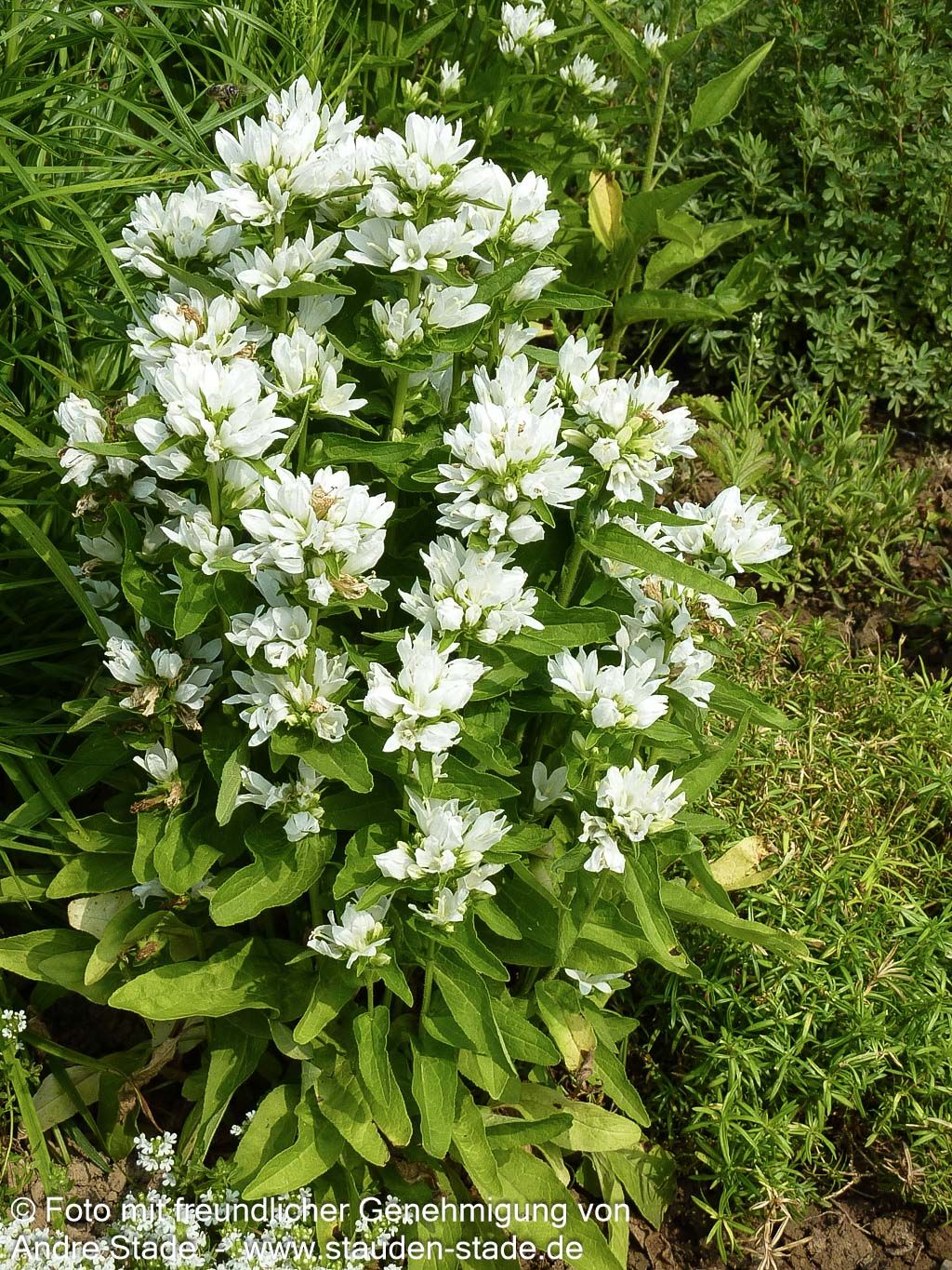 Knäuel-Glockenblume 'Alba' (Campanula glomerata)