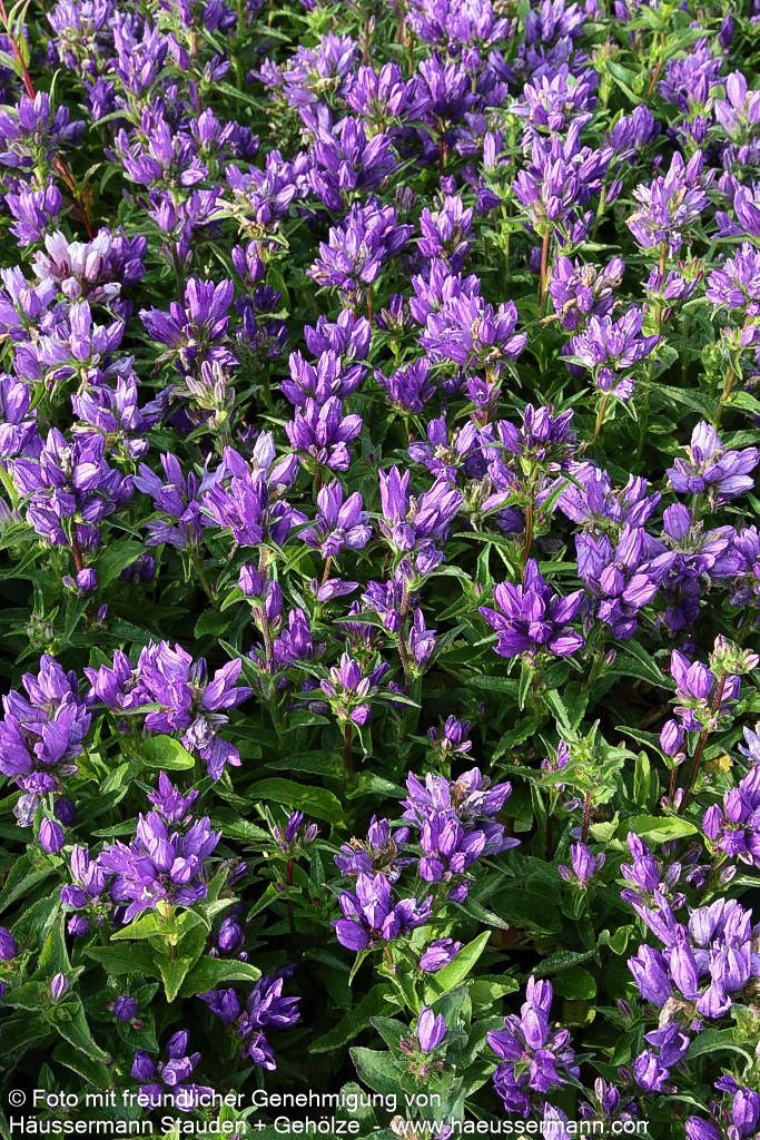 Knäuel-Glockenblume 'Dahurica' (Campanula glomerata)