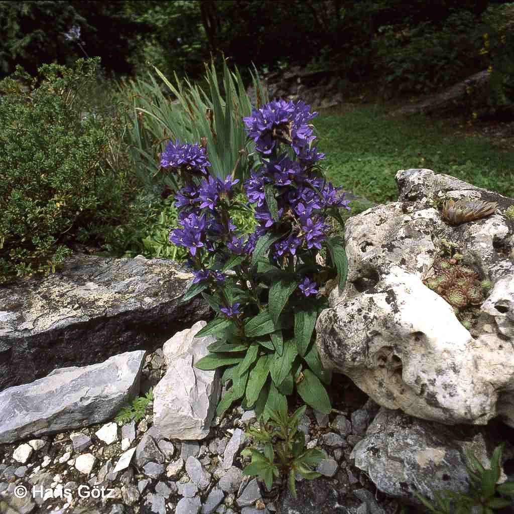 Knäuel-Glockenblume 'Dahurica' (Campanula glomerata)