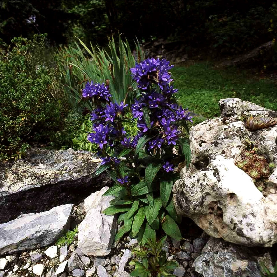 Knäuel-Glockenblume 'Dahurica' (Campanula glomerata)