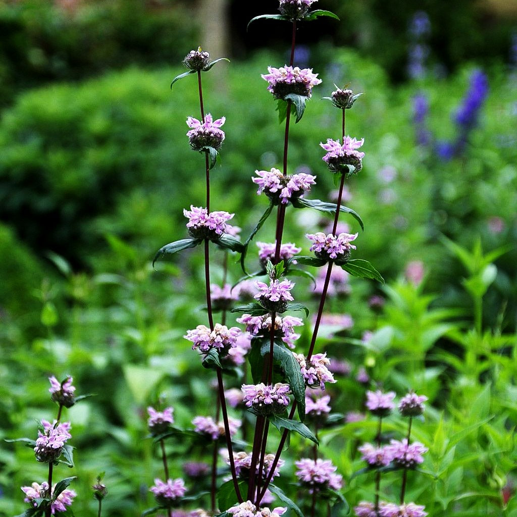 Knollen-Brandkraut 'Amazone' (Phlomis tuberosa)