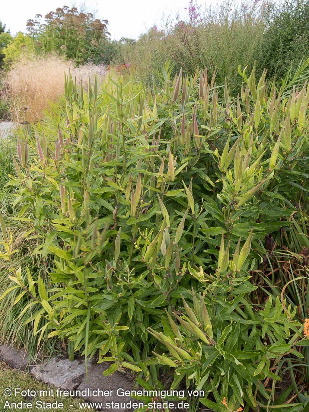 Knollige Seidenpflanze (Asclepias tuberosa)