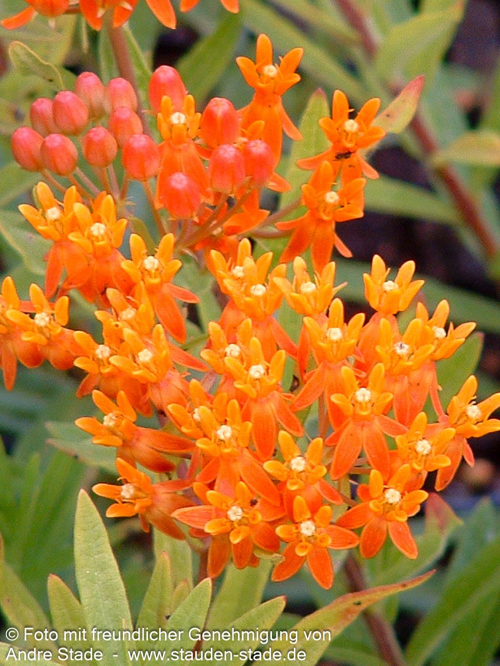 Knollige Seidenpflanze (Asclepias tuberosa)