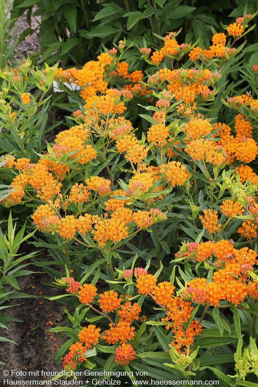 Knollige Seidenpflanze (Asclepias tuberosa)