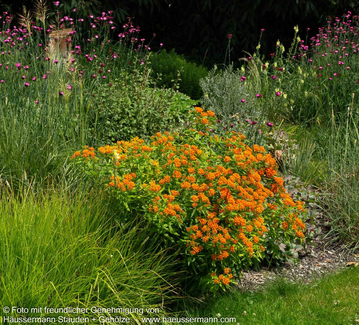 Knollige Seidenpflanze (Asclepias tuberosa)