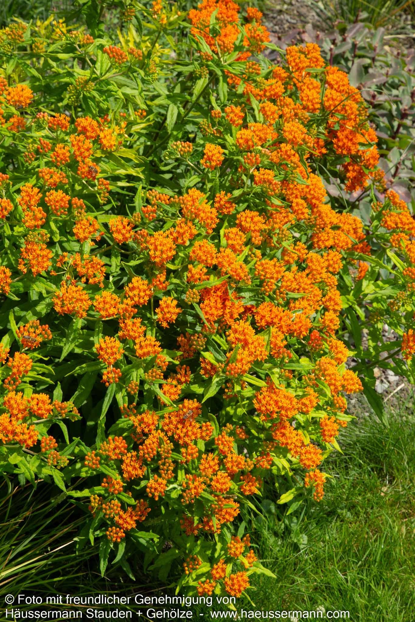 Knollige Seidenpflanze (Asclepias tuberosa)