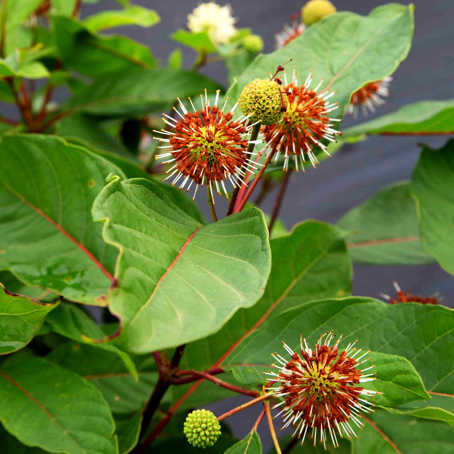 Knopfbusch (Cephalanthus occidentalis)