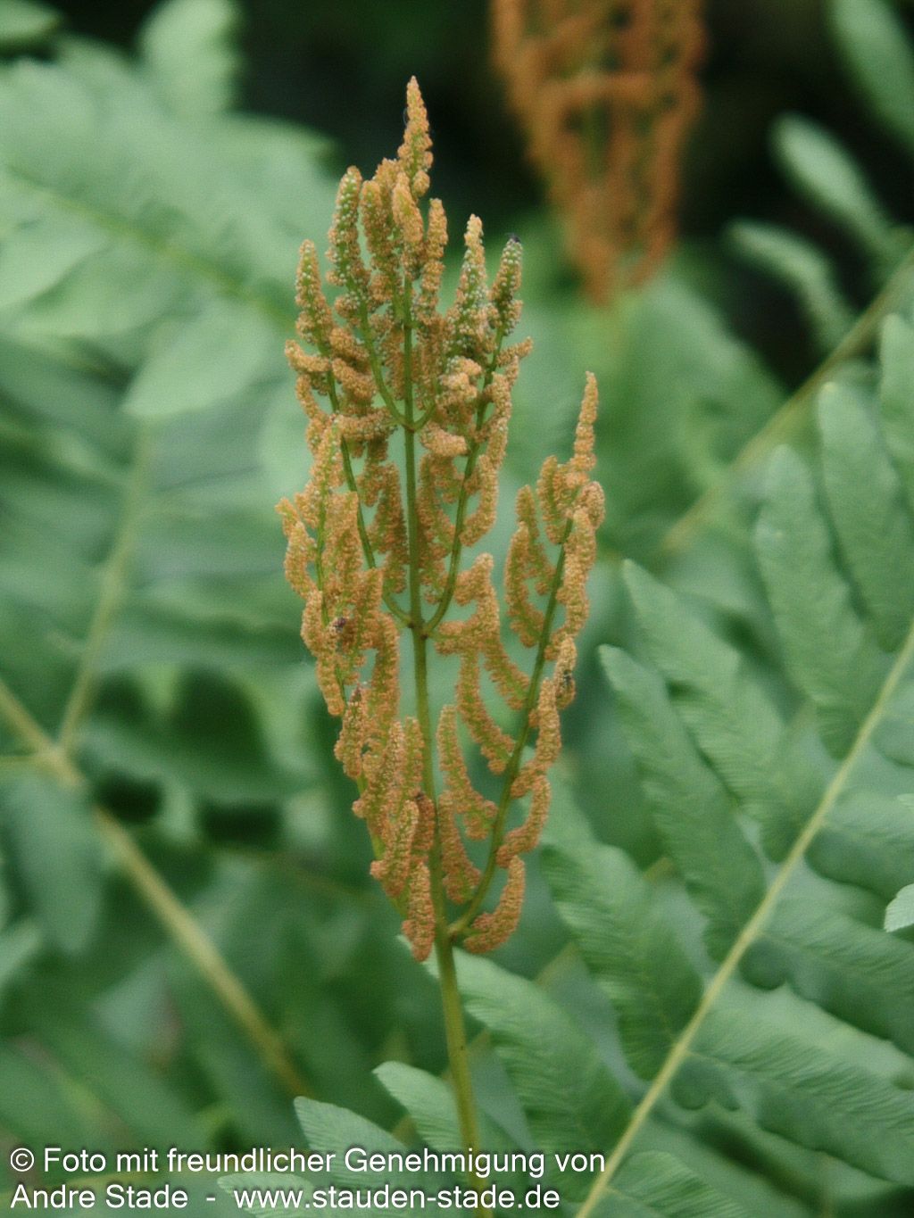 Königsfarn (Osmunda regalis)