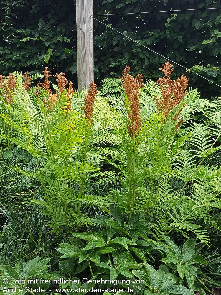 Königsfarn (Osmunda regalis)