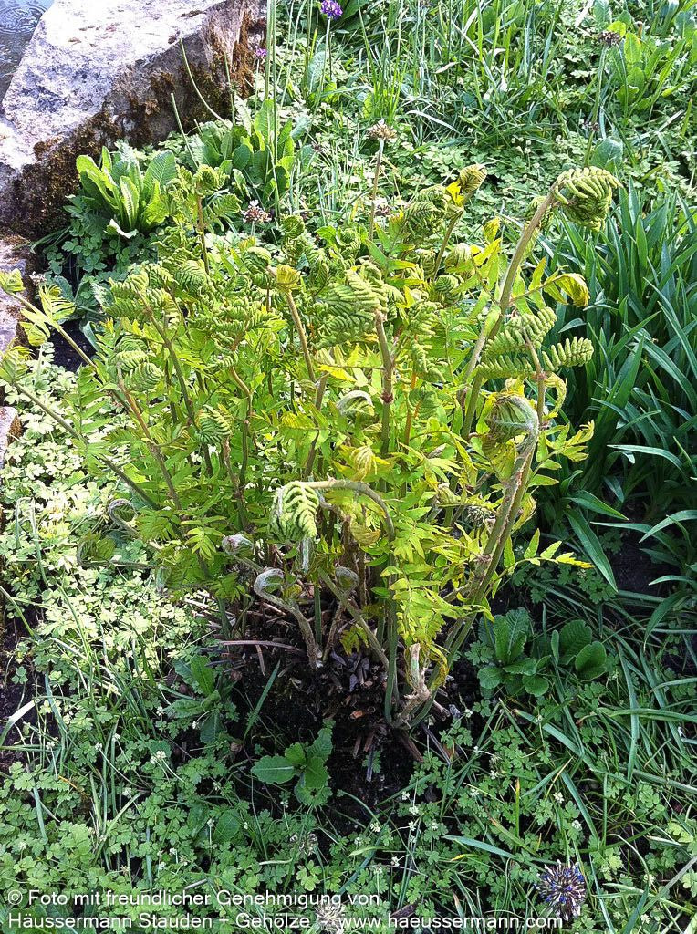 Königsfarn (Osmunda regalis)
