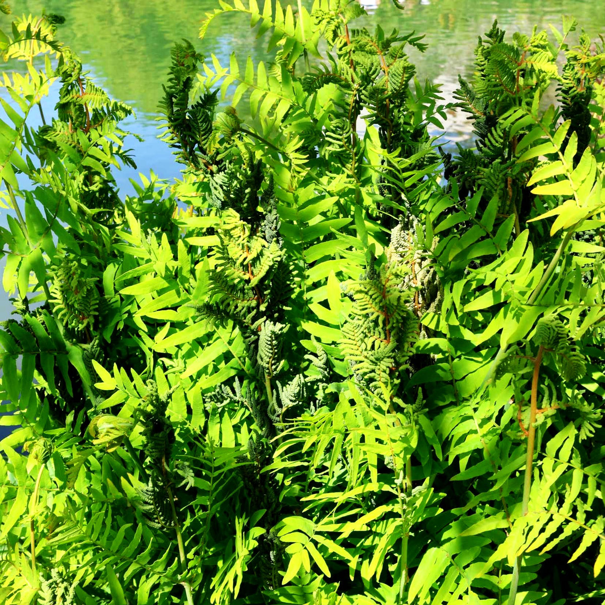 Königsfarn (Osmunda regalis)