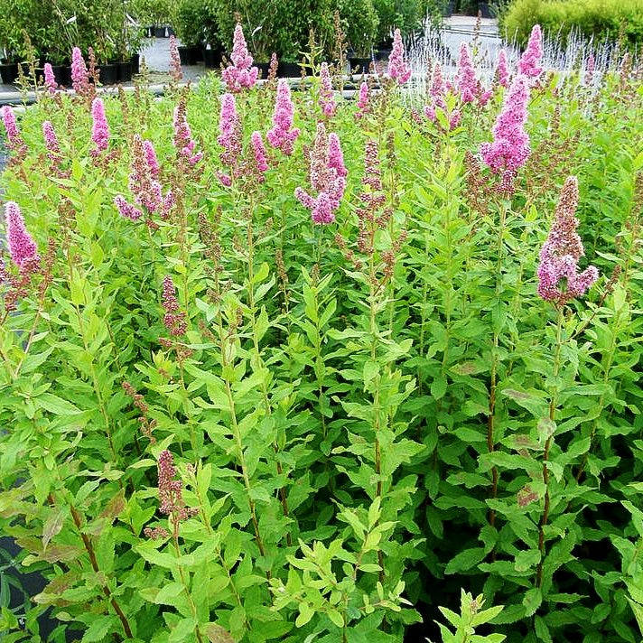 Kolben-Spiere 'Triumphans' (Spiraea billardii)
