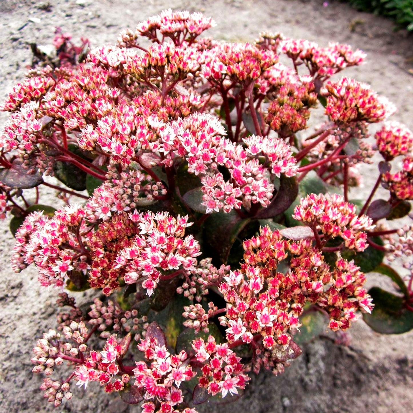 Kompakte Fetthenne 'Picolette' (Sedum telephium)